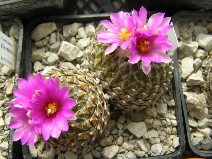 strobiliformis