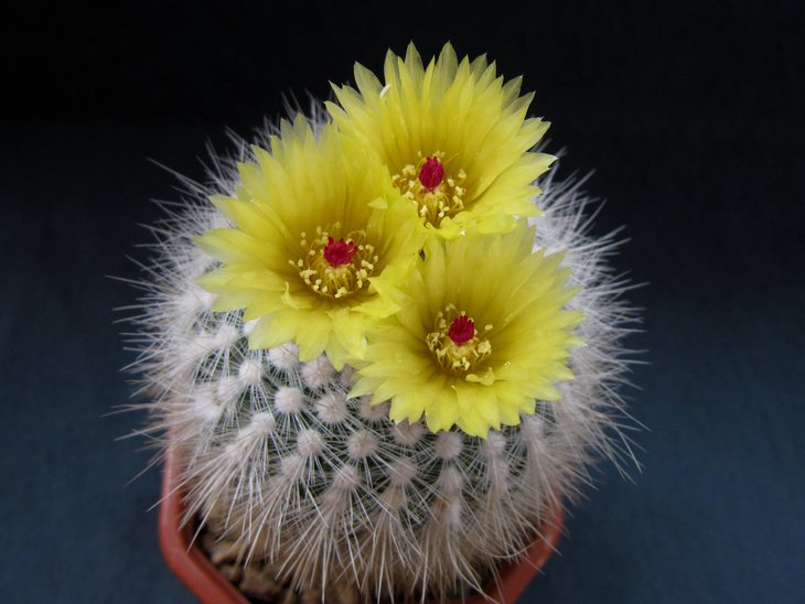 Notocactus scopa var. albispinum