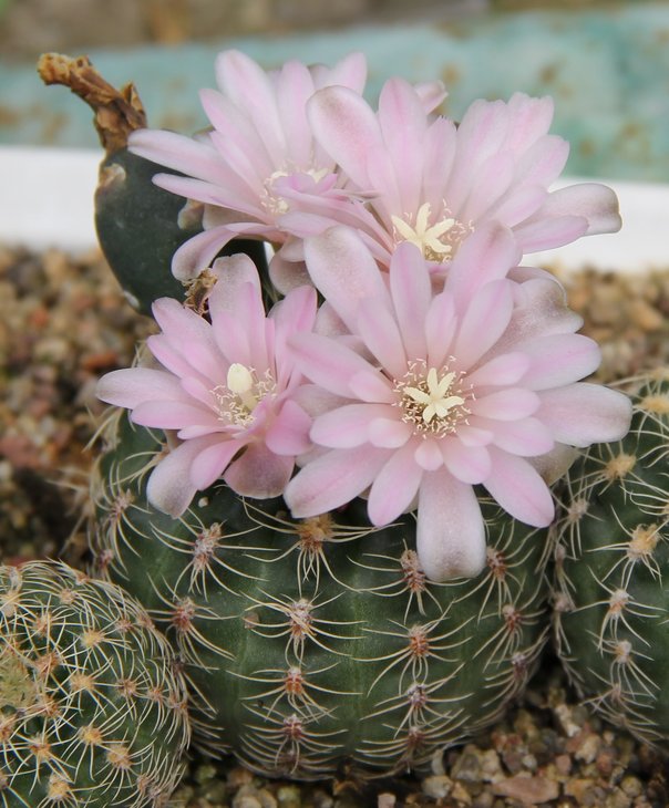 Gymnocalycium bruchii lafaldense LB1091