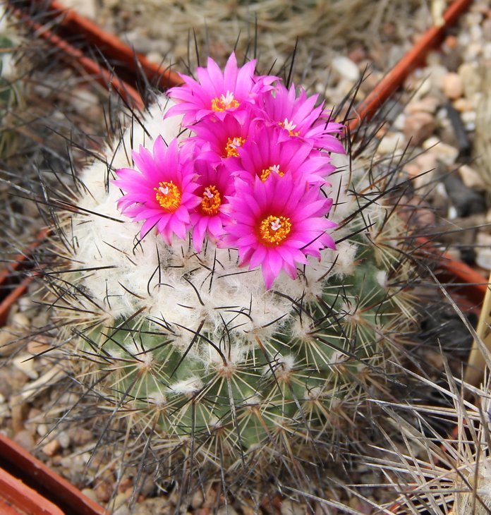 Gymnocactus viereckii.