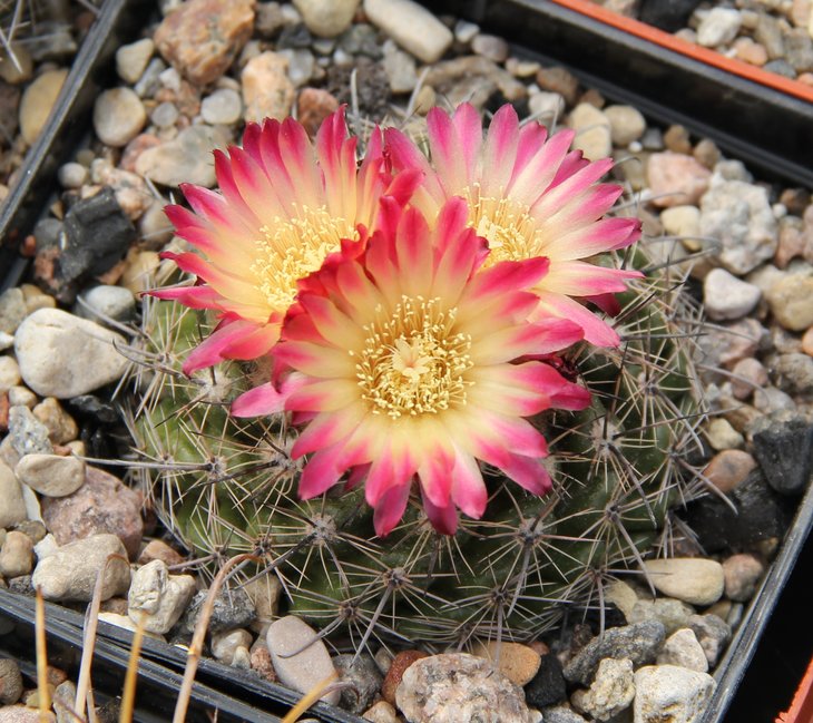 Parodia slabayana HTH105