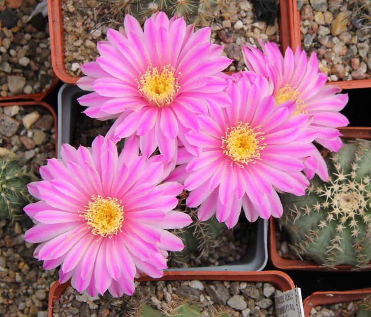 Echinocereus amoenus