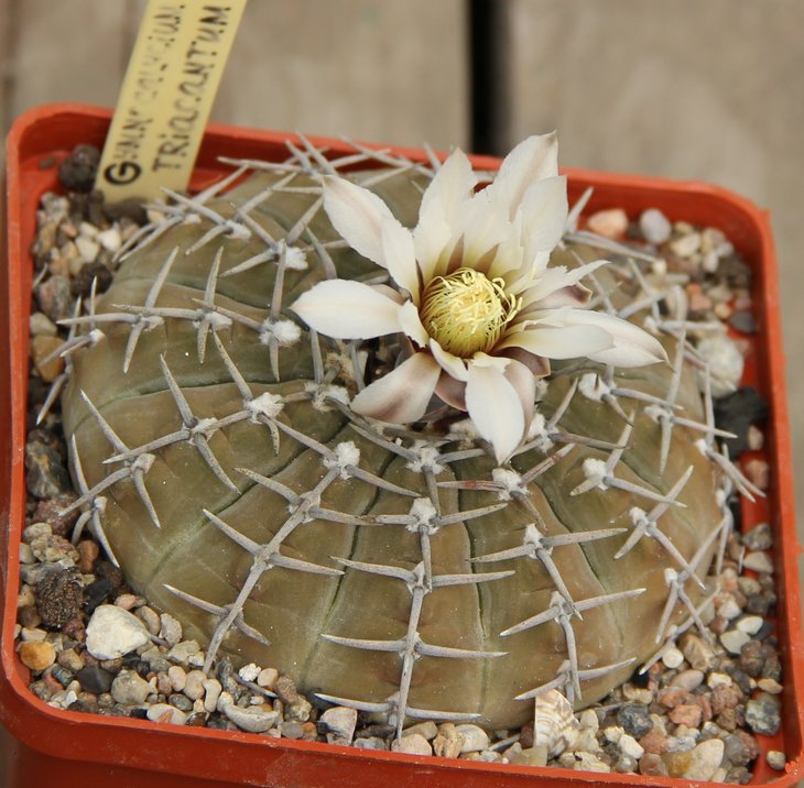 Gymnocalycium triacantum