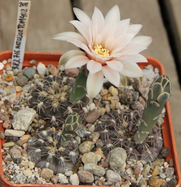 Gymnocalycium nataliae VG402
