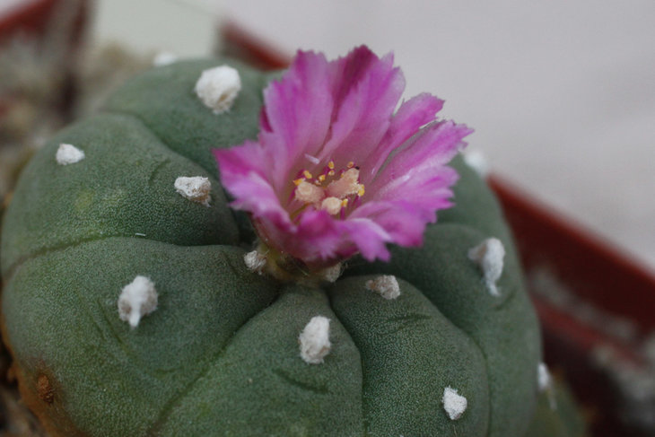 Lophophora jourdaniana