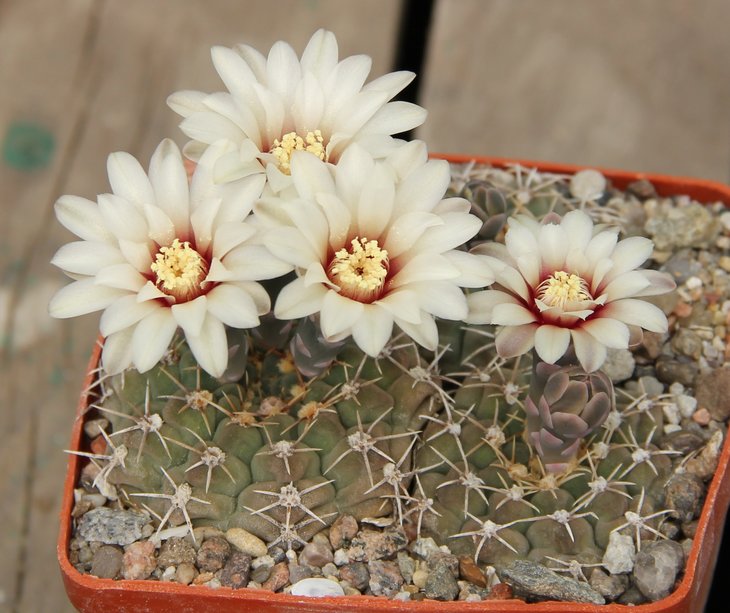 Gymnocalycium stellatum STO88-117 Dean Funes