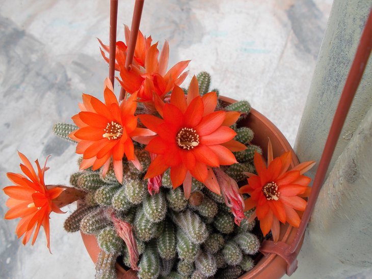 Chamaecereus silvestrii.jpg