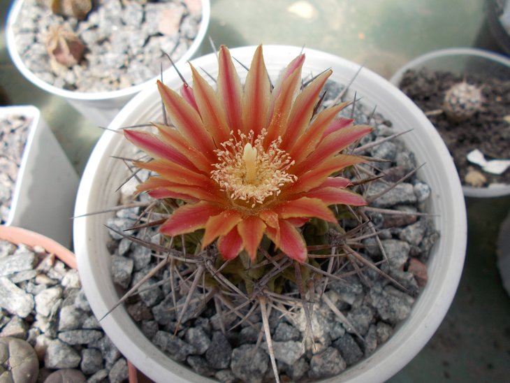Horridocactus tuberisulcatus.jpg