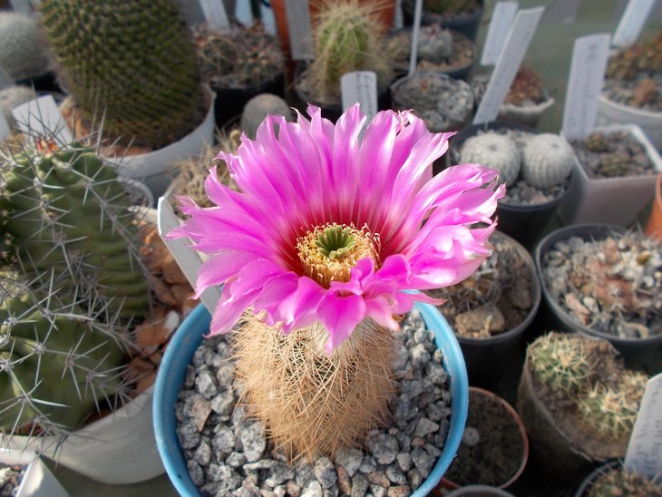 Echinocereus baileyi.jpg