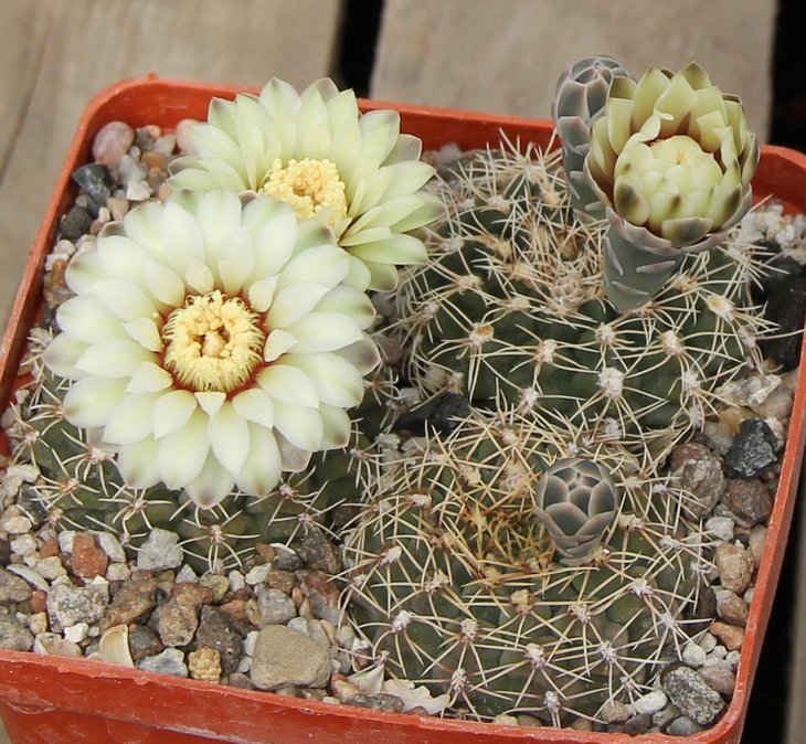 Gymnocalycium stellatum JO878 Tanti Cord  KK413.5485