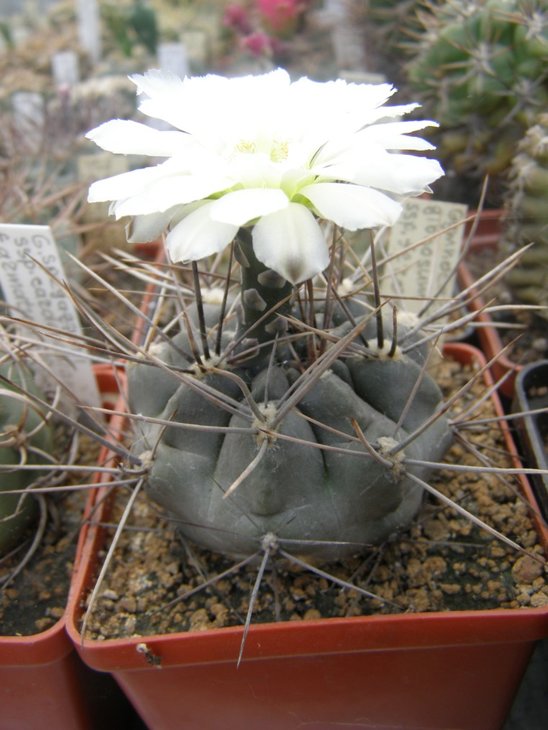 gibbosum v. ferox