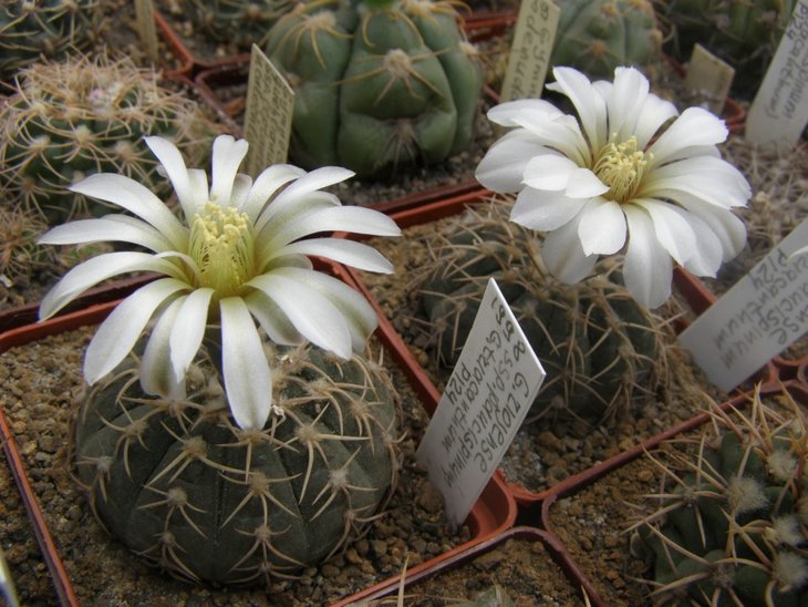 riojense ssp. paucispinum triacanthum P124