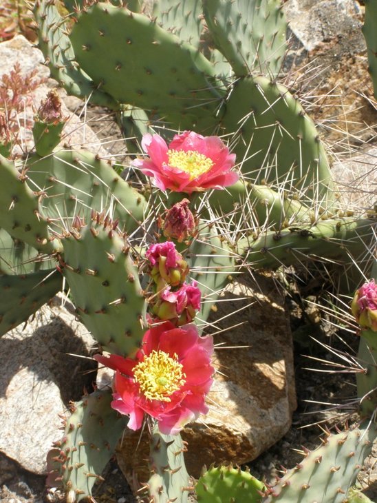 Opuntia camanchica &quot;rubra&quot;