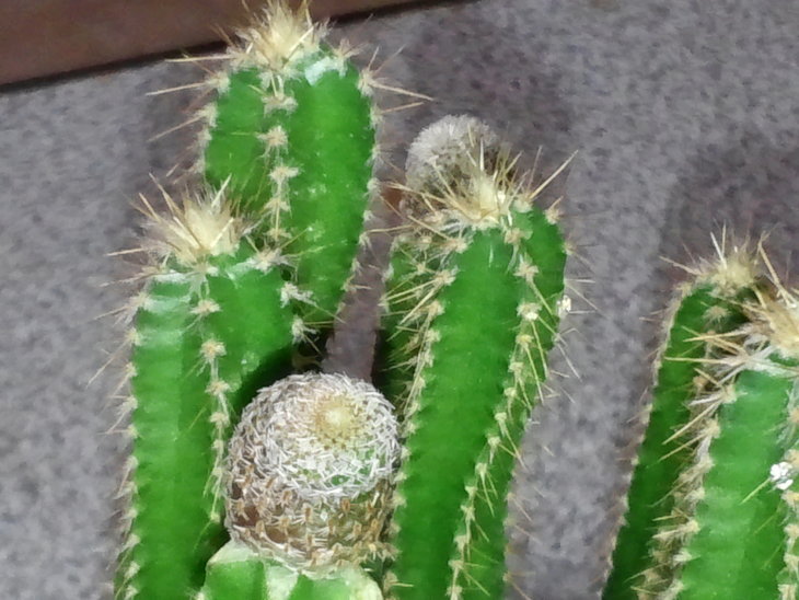 CAM02197.jpg