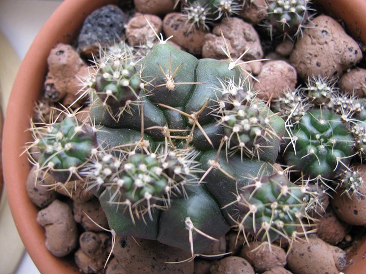 Gymnocalycium damsii.JPG