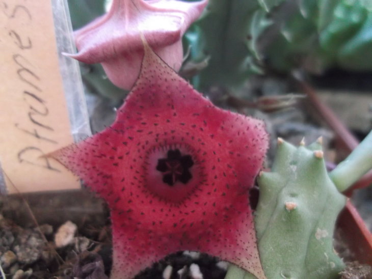 DSCF4687.JPG