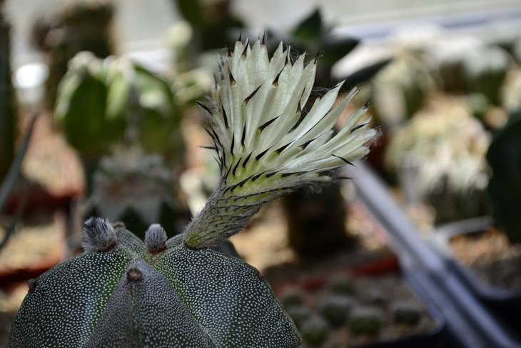 Astrophytum myriostigma ...jpg