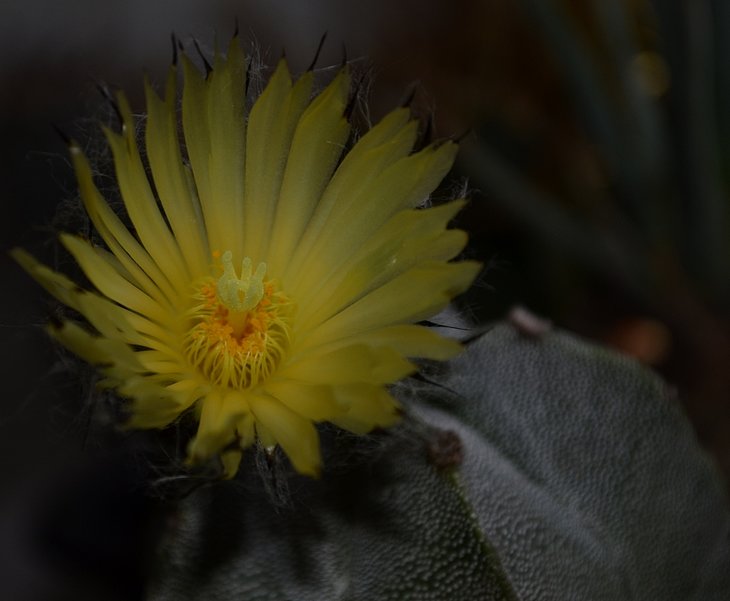 Astrophytum myriostigma.. 2.jpg
