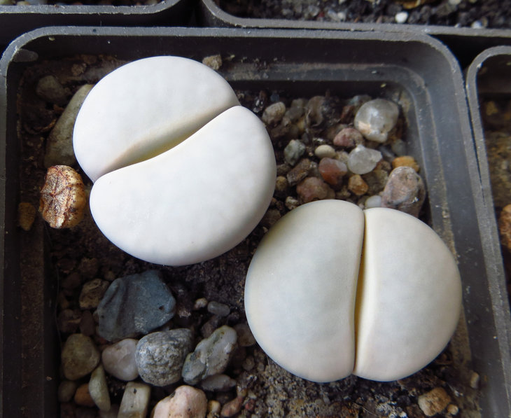 pseudotruncatella ssp. groendrayensis С244