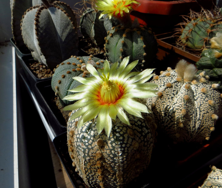 Astrophytum Asterias cv. Superkabuto‎