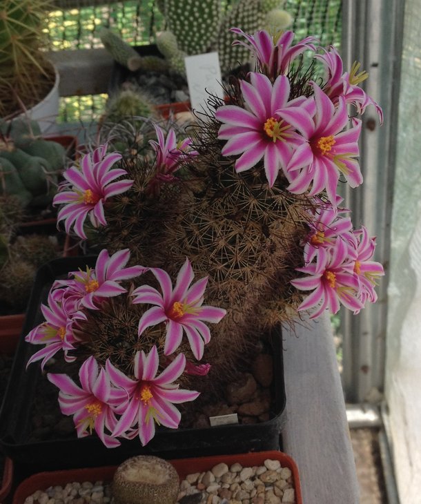 Mammillaria blossfeldiana
