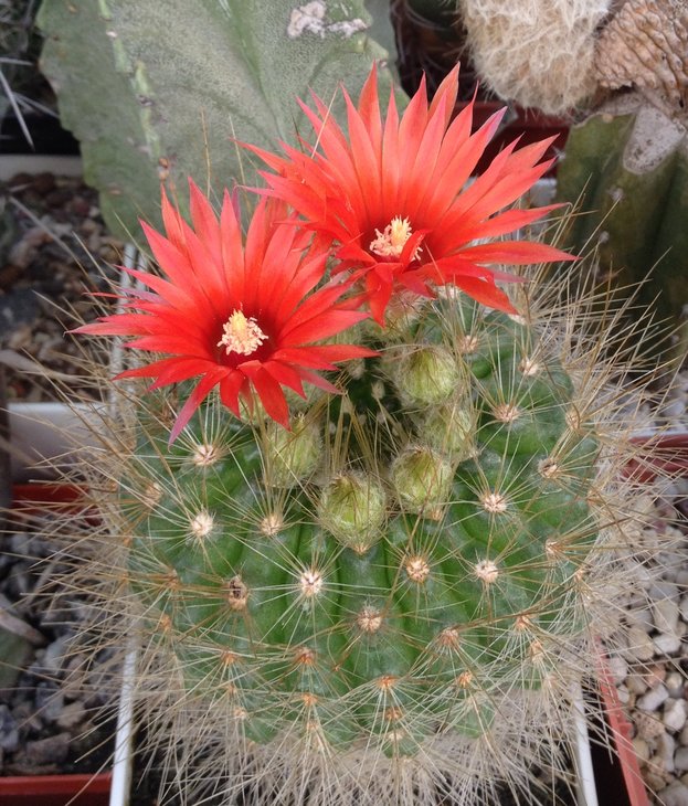 Parodia penicillata nivosa