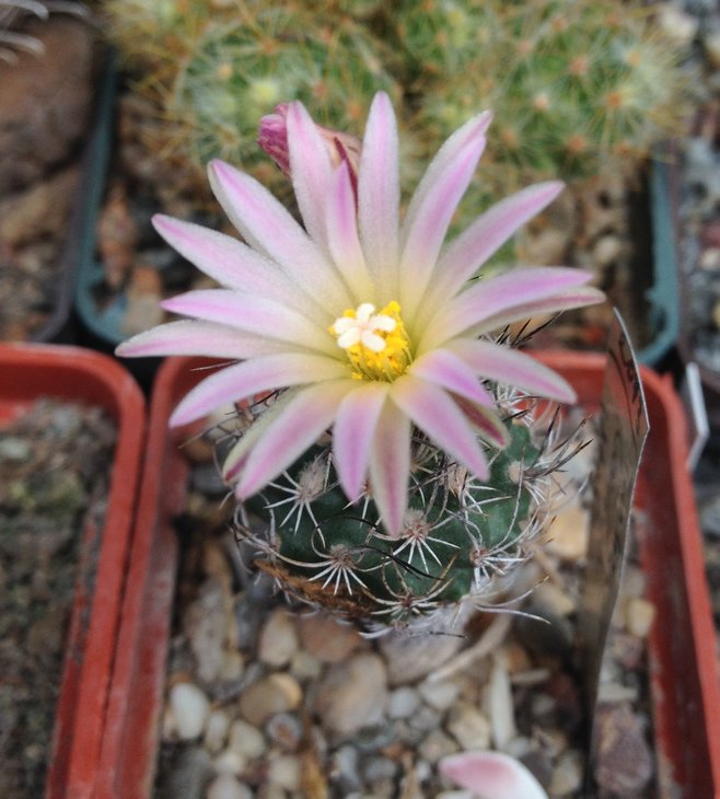 Turbinicarpus lausseri