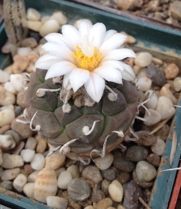 Turbinicarpus klinkerianus