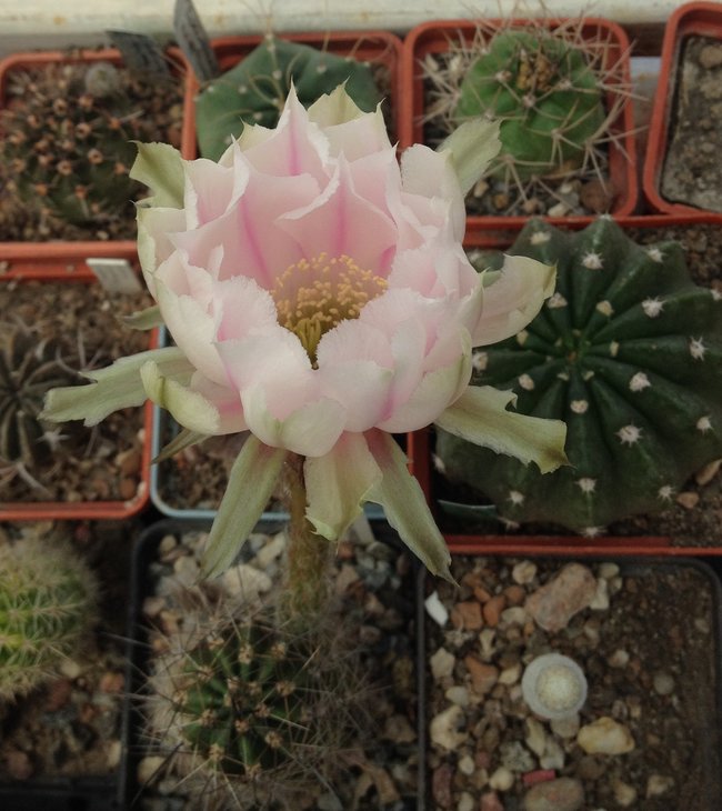 Echinopsis hb.