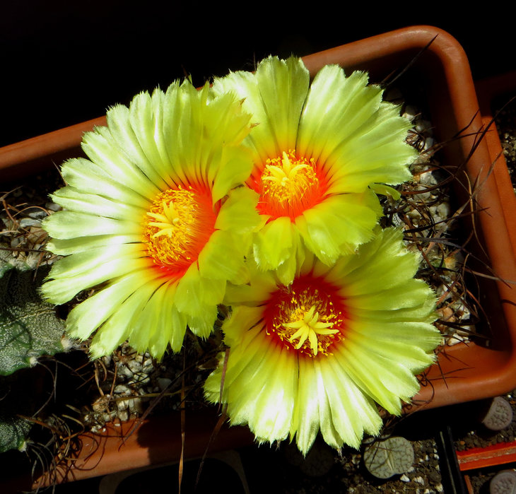 Astrophytum capricorne v. major