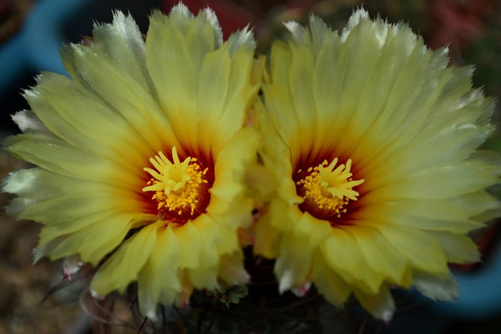 Astrophytum capricorne .  ..jpg
