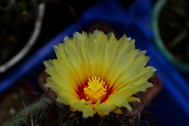 Astrophytum capricorne 5.jpg