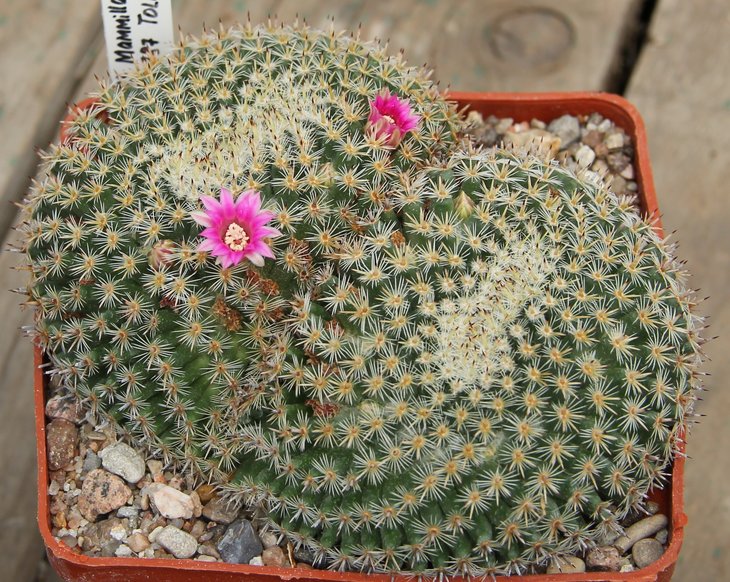 Mammillaria perbella Repp787