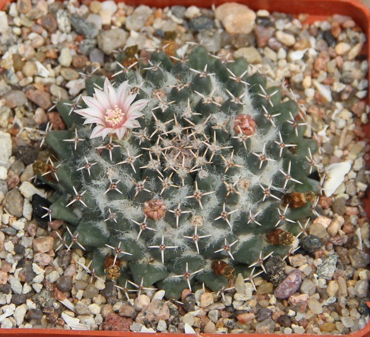 Mammillaria sempervivi KKR13
