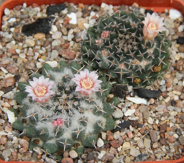 Mammillaria sempervivi KKR13