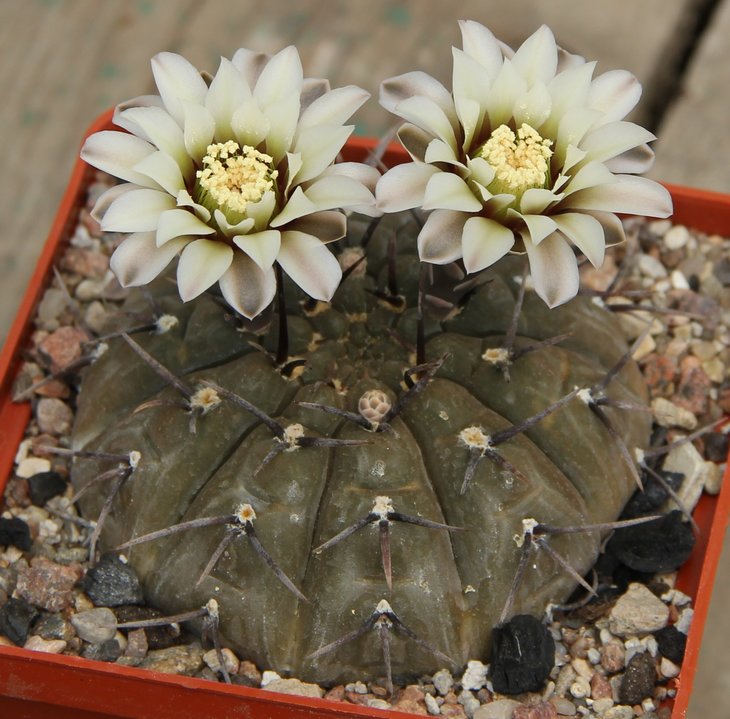 Gymnocalycium  riojense  paucispinum VG551 Balde de la Punta 245m   kk406.107