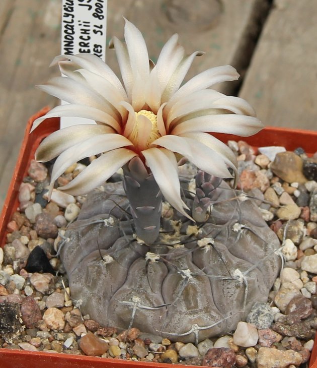 Gymnocalycium berchtii JS153