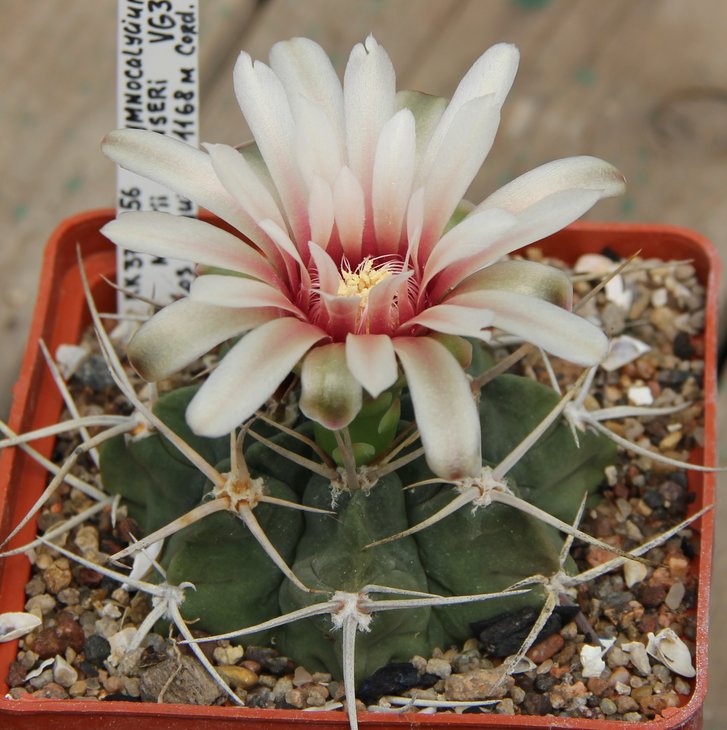 Gymnocalycium mostii genseri VG341 Los Coguitos Cord.  KK379.256.