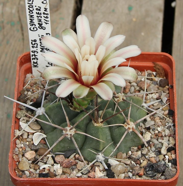 Gymnocalycium mostii genseri VG341 Los Coguitos Cord.  KK379.256.