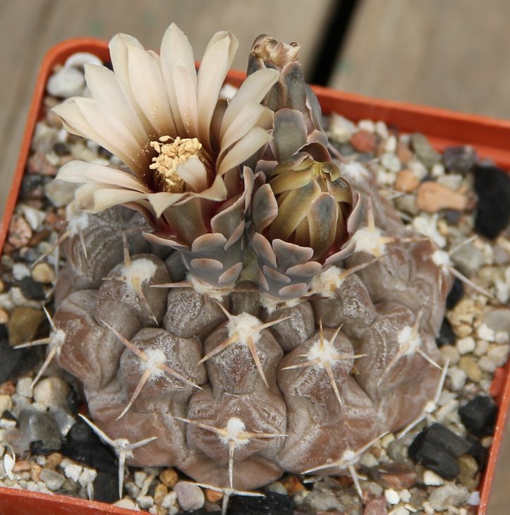 Gymnocalycium prohazkianum