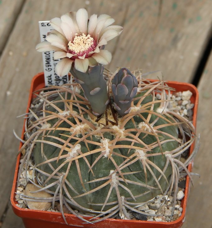 Gymnocalycium spegazzinii VS103
