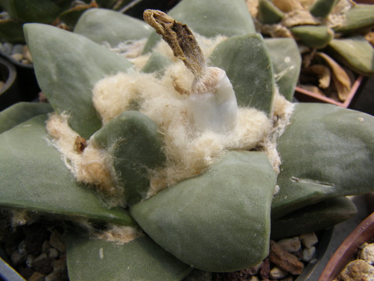 retusus f.Los Arieros