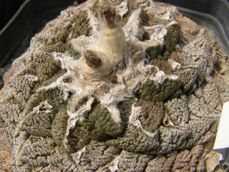 fissuratus