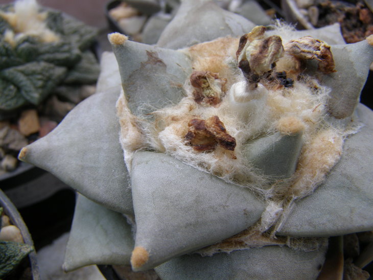 retusus f.