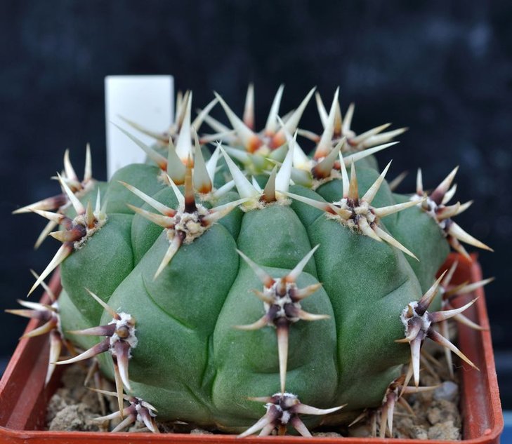 G. multiflorum.