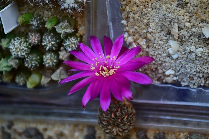 Sulcorebutia zavaletae WR 590 2.jpg