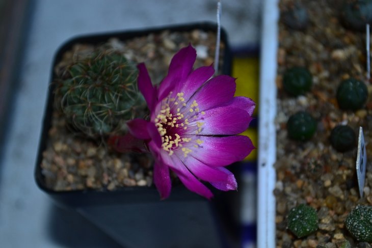 Sulcorebutia pulchra  SE 179 (1).jpg
