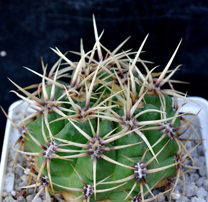 G. multiflorum-.jpg.jpg