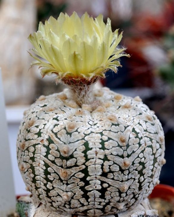 Astrophytum asterias cv Super kabuto.jpg