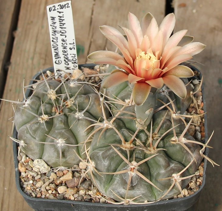 Gymnocalycium borthii nogolense JO1441.1 north of Nogoli S.L.   Bercht2007
